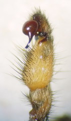 Nemesia caementaria
