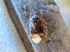Deraeocoris lutescens