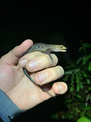 Gelanesaurus flavogularis