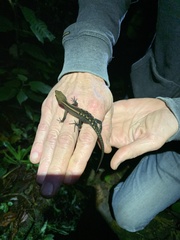 Gelanesaurus flavogularis