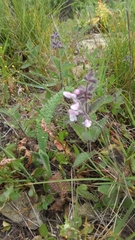 Stachys rigida