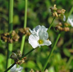 Echinodorus grandiflorus