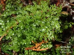 Hymenophyllum fujisanense