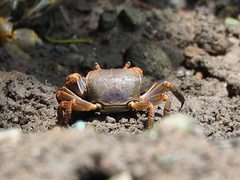 Chasmagnathus convexus