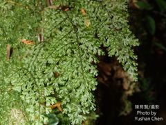 Hymenophyllum fujisanense