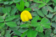 Arachis repens