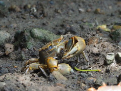 Chasmagnathus convexus