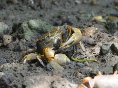 Chasmagnathus convexus