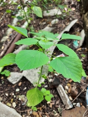 Acalypha indica