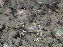Chasmagnathus convexus