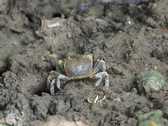 Chasmagnathus convexus