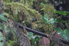 Grallaricula flavirostris