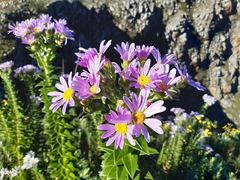 Senecio speciosissimus