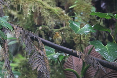 Grallaricula flavirostris