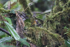 Grallaricula flavirostris