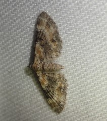 Eupithecia linariata