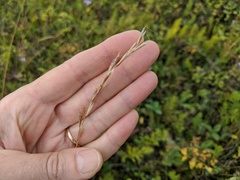 Helictochloa hookeri