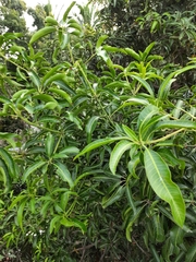 Mangifera indica