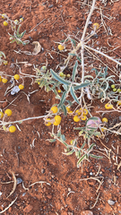 Solanum elaeagnifolium