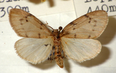 Paidia rica
