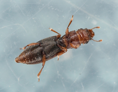Phyconomus marinus