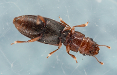 Phyconomus marinus