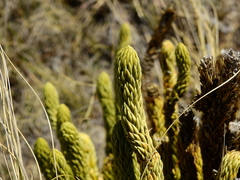 Phlegmariurus saururus