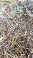 Polygonum equisetiforme