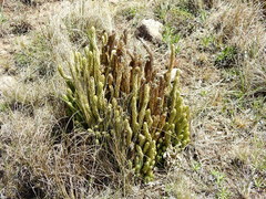 Phlegmariurus saururus