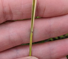 Helictochloa hookeri
