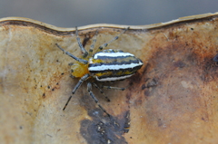 Alpaida rubellula