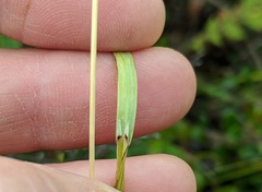 Helictochloa hookeri