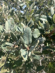 Quercus mohriana