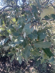 Quercus mohriana