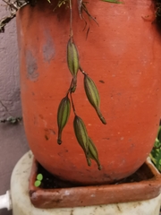 Epidendreae