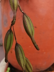Epidendreae