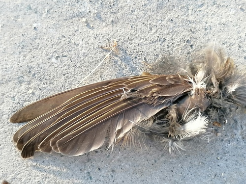 Plume de Pipit farlouse