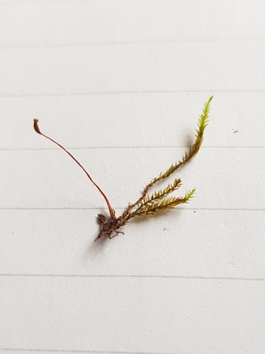 Rhynchostegium confertum