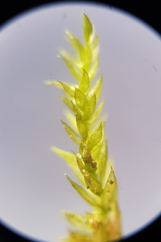Rhynchostegium confertum