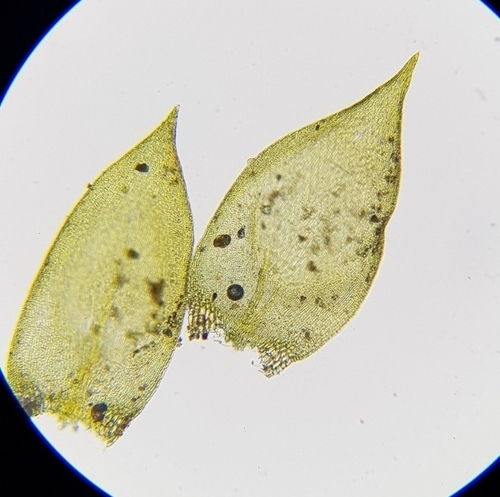 Rhynchostegium confertum