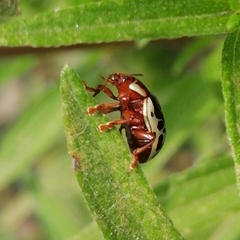 Erythrographa
