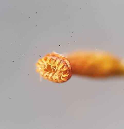 Rhynchostegium confertum