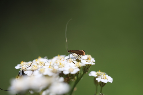 adéla fialová (Adela violella)