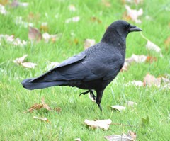 Corvus brachyrhynchos