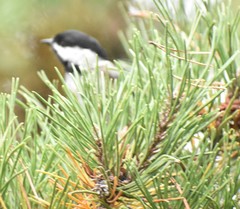 Poecile atricapillus