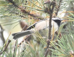 Poecile atricapillus