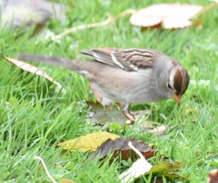 Zonotrichia leucophrys