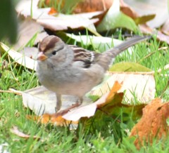 Zonotrichia leucophrys