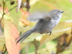 Psaltriparus minimus