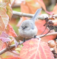 Psaltriparus minimus